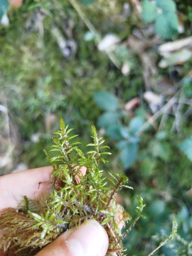 Red-stemmed Feather Moss