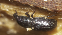 Tomolips quercicola