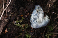 Rossbeevera pachydermis