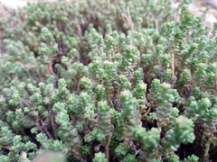 Sedum moranense