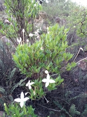Bouvardia longiflora