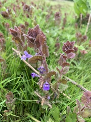 Glechoma hederacea
