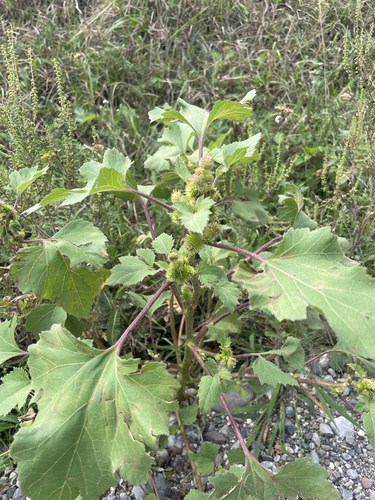common cocklebur