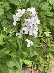 Hesperis matronalis