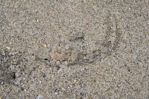 Dusky Frillgoby