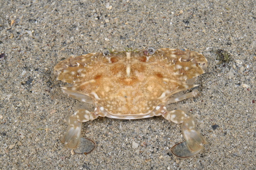Asian Blue Swimming Crab