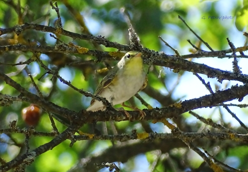 Wood Warbler