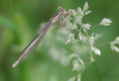 Platycnemis acutipennis