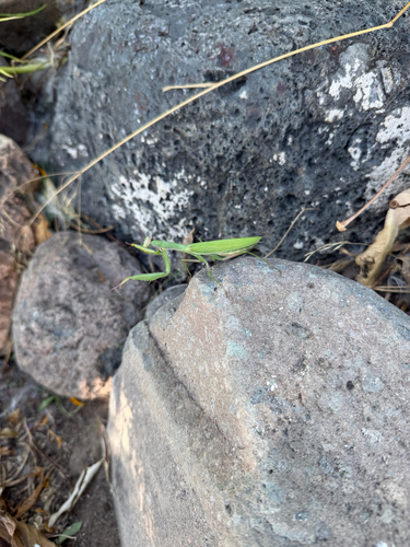 European Mantis