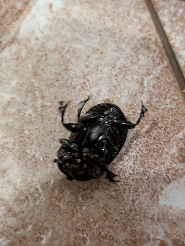 Copris lunaris