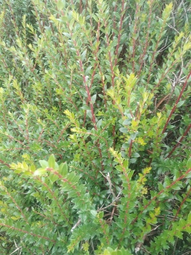Prickly Heath