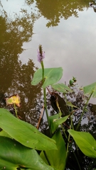 Pontederia sagittata
