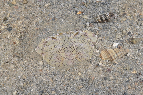 Common Moon Crab