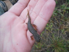 Notophthalmus meridionalis