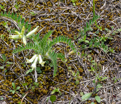 Astragalus tennesseensis