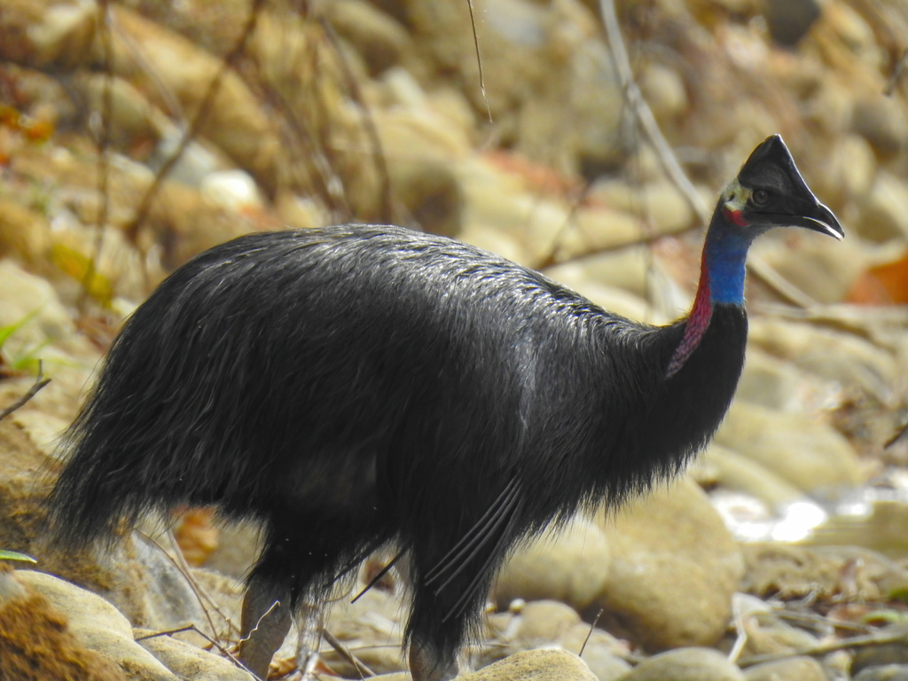 Dwarf Cassowary