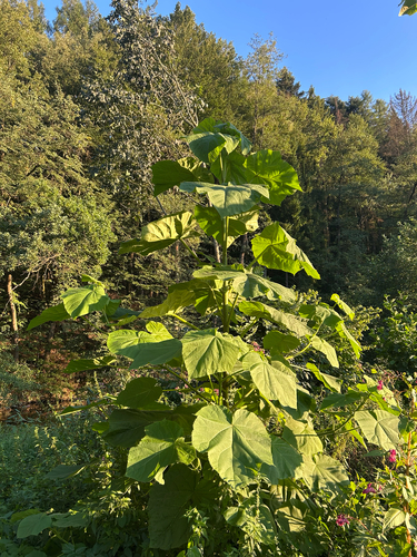 princess tree