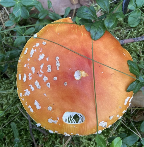 Fly Agaric
