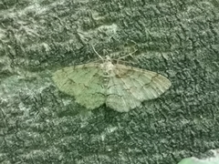 Paradarisa consonaria