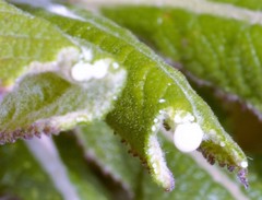 Siphocampylus giganteus