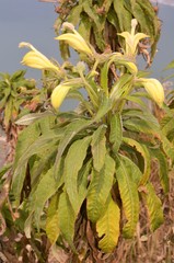 Siphocampylus giganteus