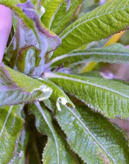 Siphocampylus giganteus