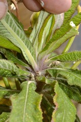 Siphocampylus giganteus