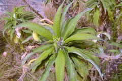 Siphocampylus giganteus