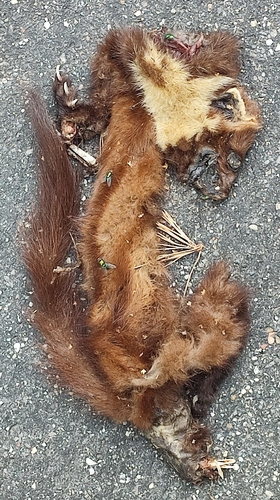 Eurasian Pine Marten