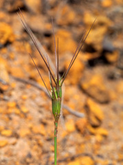 Aegilops biuncialis
