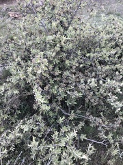Pyrus elaeagrifolia