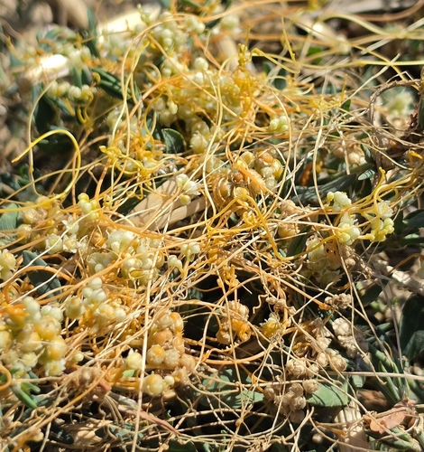 Field Dodder