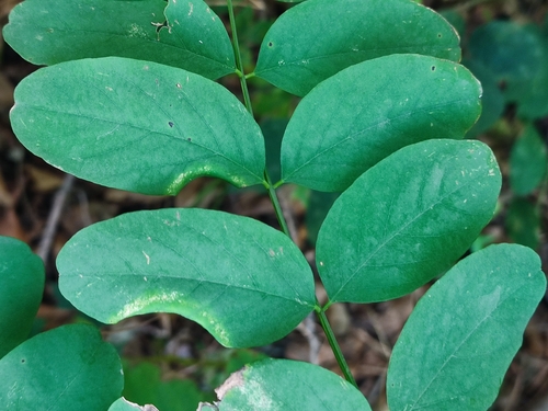 locust gall midge