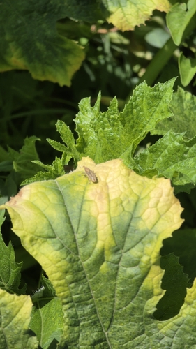 Lixus subtilis