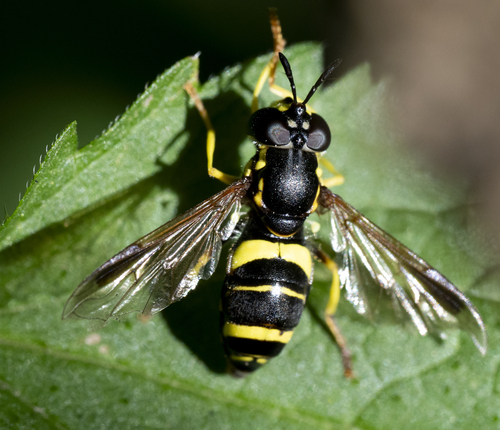 two-banded wasp hoverfly