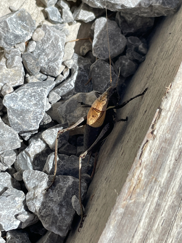 Alpine Dark Bush-cricket