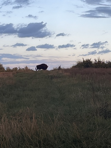 Wisent
