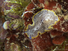 Prostheceraeus moseleyi