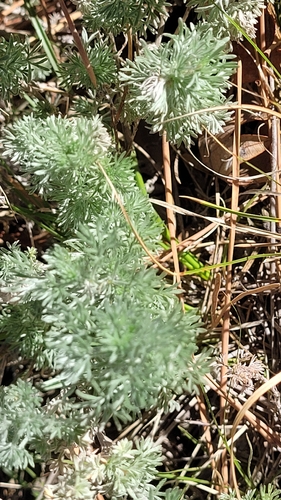 fringed sagebrush