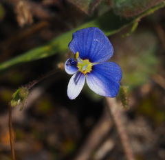 Veronica syriaca