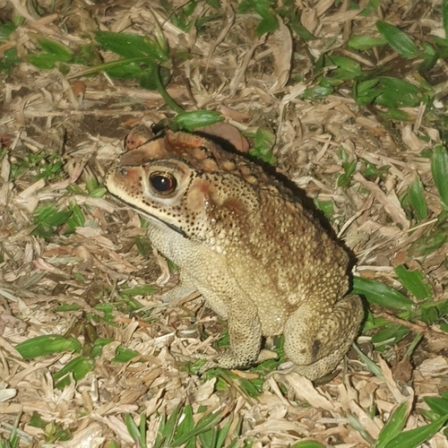 Asian Common Toad