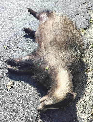 European Badger