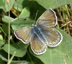 Icaricia icarioides missionensis