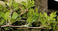 Synsepalum dulcificum