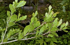 Synsepalum dulcificum