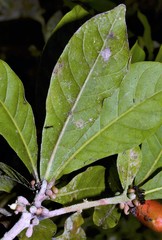 Synsepalum dulcificum