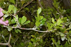 Synsepalum dulcificum