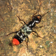 Plociopterus