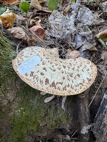 Dryad's Saddle