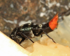 Plociopterus